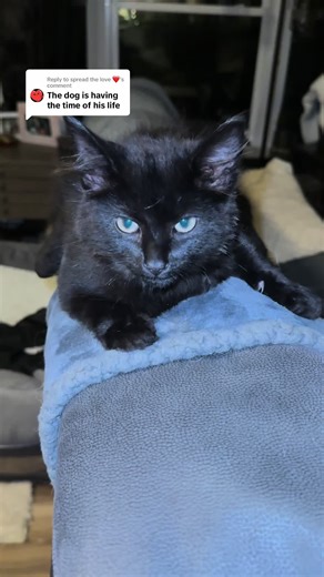 Husky and Malamute Relationship