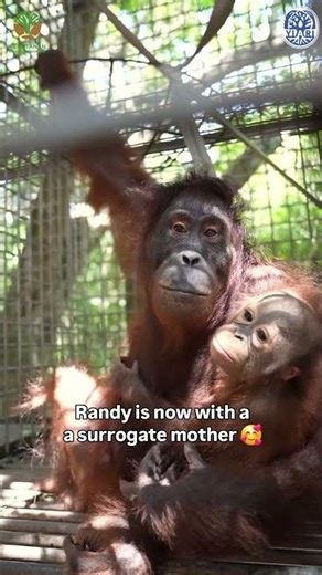 Cute Orphaned Orangutan Finds A New Mom #orangutans #wildlife