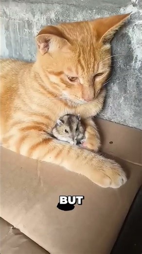 Cat and Mouse Friendship That Shouldn't Exist