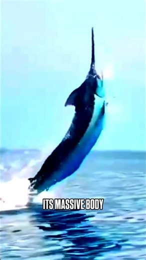 The Blue Marlin is Basically a Living Missile