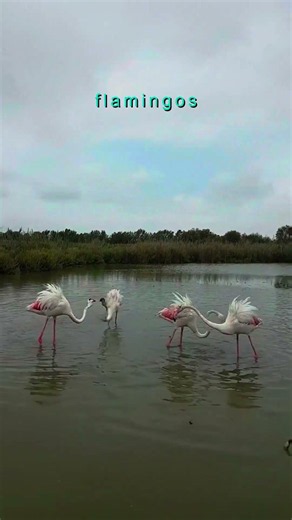Flamingos Are Born Gray — Their Pink Color Comes Entirely From Food
