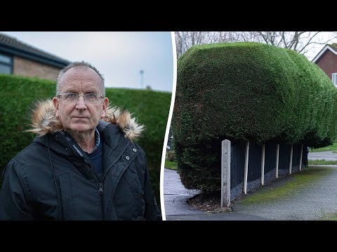 Council orders grandad to cut hedge after 'nosy neighbour' complaint | SWNS