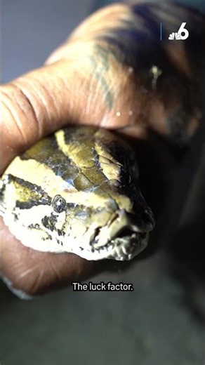What It Really Takes to Catch a Python: An Overnight Hunt in the Everglades