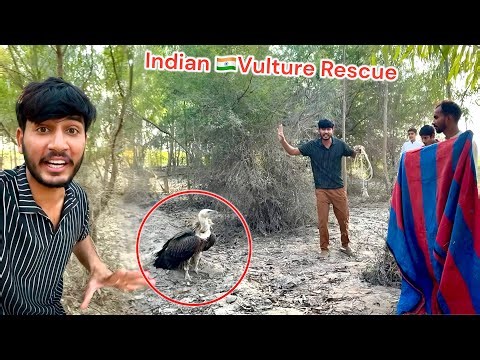 FINALLY INDIAN VULTURE KY PASS PONCH GY 😱 CHARO TARAF SY GHYR LIYA ❤️