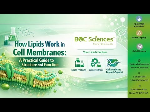 How Lipids Work in Cell Membranes? - A Practical Guide to Structure & Function - BOC Sciences