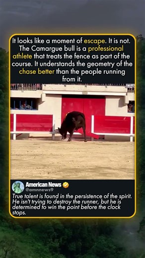 THE PERSISTENT BULL