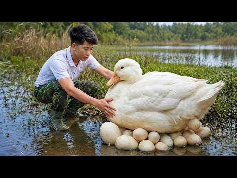 Catching Ducks in a Hidden Swamp… Then I Found Their Eggs