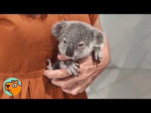Stranger’s Dog Finds Baby Koala Alone On The Ground | Cuddle Buddies