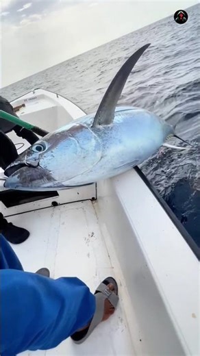 Why is tuna fish frozen ?