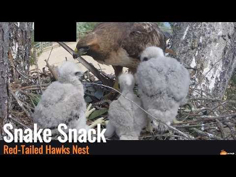 Red-Tailed Hawk's - Snake Snack 04/10/26