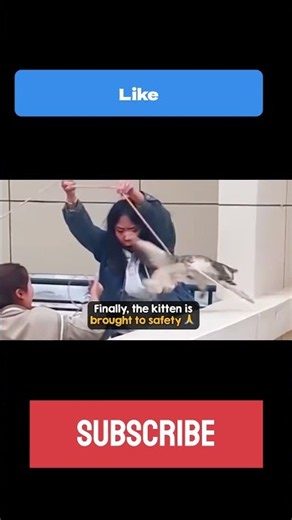 asia cat cinema action movie star. see how this cat fly in air #cat