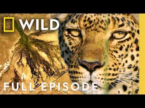 The Flood that Transforms the Okavango (Full Episode) | The Flood | Nat Geo Animals