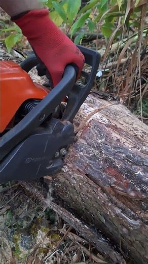 Chainsaw Husqvarna 135 MARK2🇸🇪 VS CUTTING TREES🌲 VS GARDEN AND FOREST💪