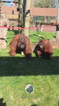 Bornean Orangutan Couple