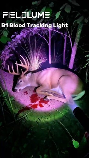 Can the B1 Reveal a Blood Trail Through Dense Cover?