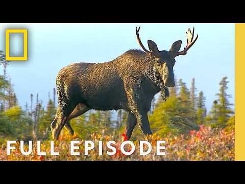 Surviving A Moose Ambush (Full Episode) | Alaska's Grizzly Gauntlet | Nat Geo Animals