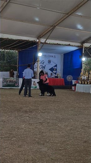 Black GSD | Palakkad Dog Show 2025 | 58th and 59th Championship 2025