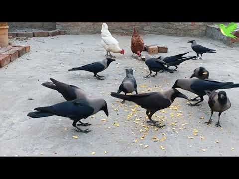 Crows Feeding Time | Crows World | Crows Sounds | Crows Planet