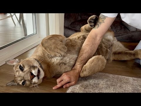 Пума Месси ленивый пирожок! Умилительное видео! | Puma Messi is a lazy sweetie❤️