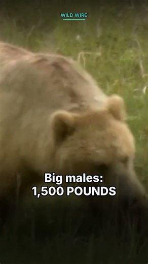 Brown bears attack 40 people a year. Here's why