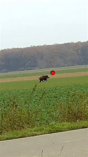 Potterek81 Hunting on Instagram: "Wild boar driven hunting... #jagd #polowanie #hunting #jakt #chasseu"