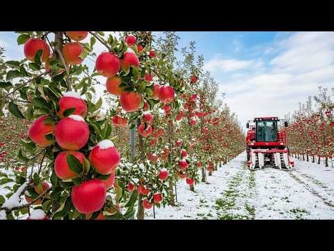 Japan Snow Apple Farming – Harvesting and Storing Apples Under Snow
