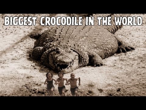 🎬 TOP 8 BIGGEST CROCODILES IN THE WORLD