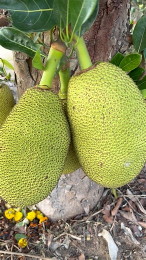 Dasi Green jackfruit #mini village vlog # original jackfruit #￼ ￼village style vlog #￼