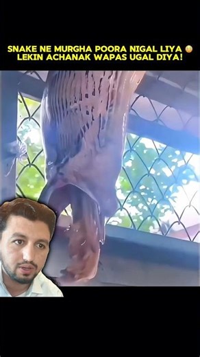 Snake Swallows Chicken Full 😱 | Snake Regurgitates Prey | Constrictor Snake Attack | Real Wildlife
