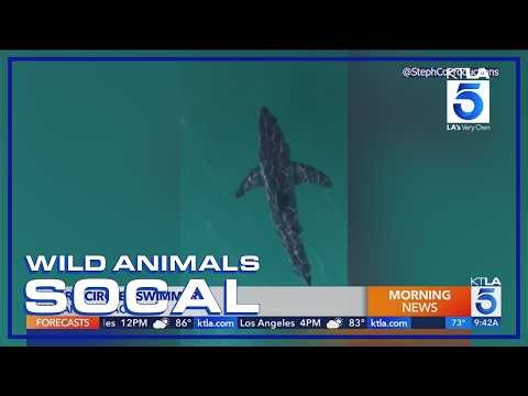 Juvenile great white shark seen circling swimmer off Topanga Beach