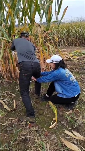 Rural farmers Amazing agricultural activity with sharp sickle| Useful farming tool #tools