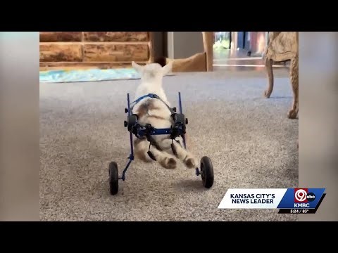Kansas family fundraising for new wheelchair for their paralyzed goat, 'Wheelie Nelson'