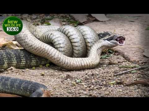 Terrifying Moments As Venomous Snakes Hunt And Cannibalize Their Own Kind | animal attacks