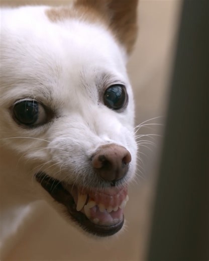 This Dog Might Be Put Down Unless Graeme Steps In… #dogtrainingtips #doglover #ReactiveDog #chihuahua #dogsbehavingverybadly | Dogs Behaving Very Badly