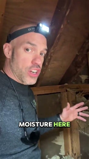 When subterranean termites make it all the way up to the attic, you know we're in trouble.