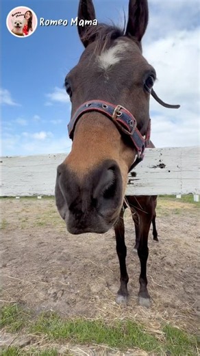 When I’m not picking a fight, I’m a good boy🤭 #cutepony #cutehorse #horseviralvideo