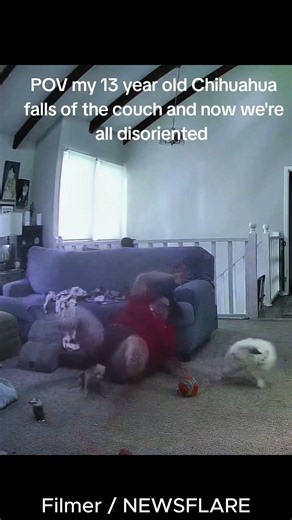 Elderly Chihuahua’s Couch Tumble Turns Into a Slippery Rescue Mission