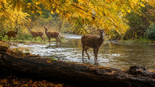 1 week camera trap captures deer crossing river in autumn forest