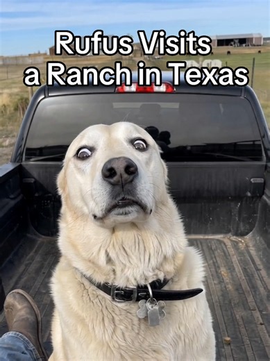 Dog Meets Cattle Ranch: Rufus Reacts to Texas Cows