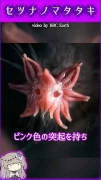 星の鼻を持つ地底人 — 知られざるモグラの能力 #雑学