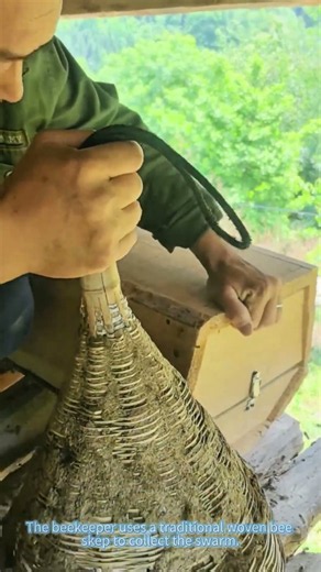 Bee Swarm Capture, Transfer Bees Into Hive