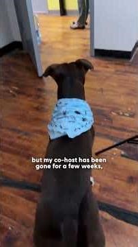 Inquisitive Pittie Is Mom's Podcast Co-Host | The Dodo