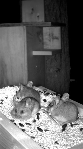 Deer mice raid the night feeder 🐭🌲