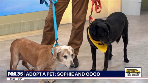 Adopt a pet: Sophie and Coco