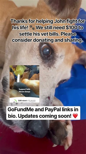 GoFundMe and PayPal links in bio. Updates coming soon! ❤️