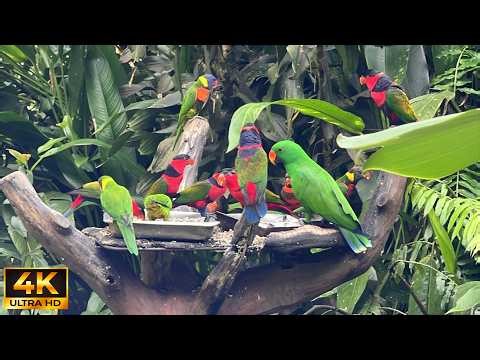 🔴 24/7 LIVE: Cat TV for Cats to Watch 😺 Sweet Birds and Squirrels All Day