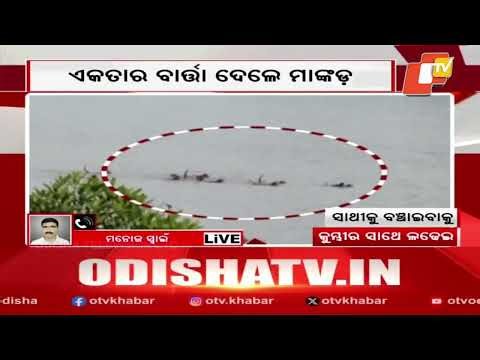 A Team of Monkeys Unite to Save Companion from Crocodile in Kendrapada