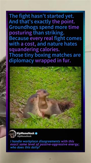 Why Groundhogs Fake Fight Each Other! 🥊 #Nature #Funny #Wildlife