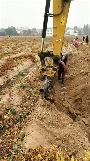 Digging process of yams from the soil with an excavator