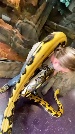 Why it is very difficult to catch a python?#python#snake#shorts#short #shortvideo#viral#trending#big